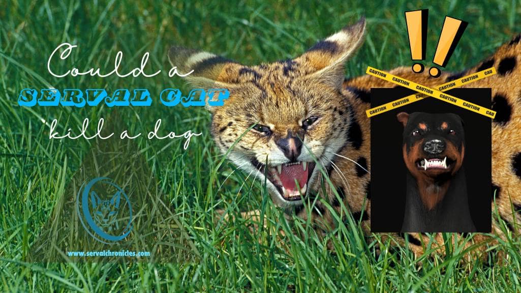 Could a serval kill a dog (1)