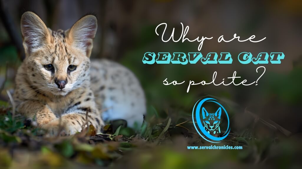 Why are serval cat so polite